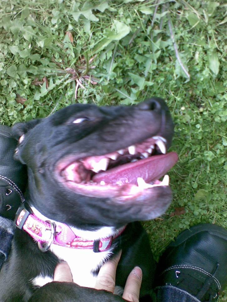 Staffordshire bull terrier Buffy billede 9