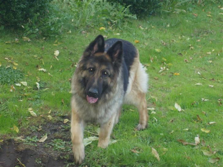 Schæferhund Egåens Sally billede 4