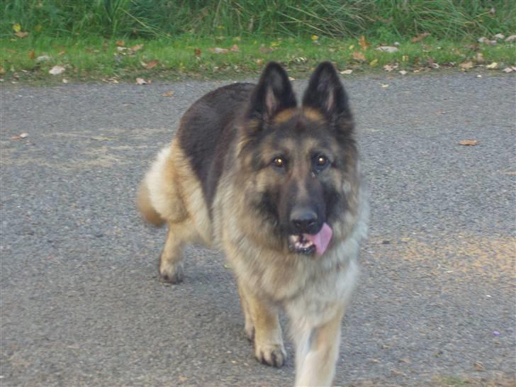 Schæferhund Egåens Sally billede 5