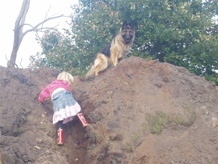 Schæferhund Egåens Sally billede 6
