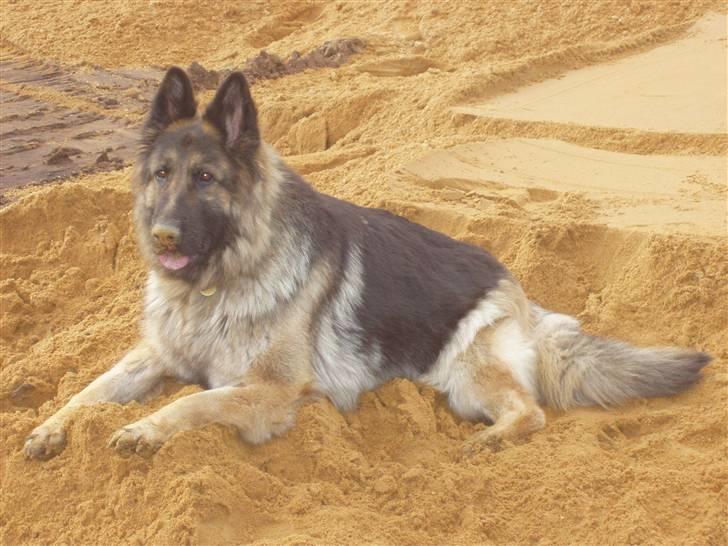 Schæferhund Egåens Sally billede 7