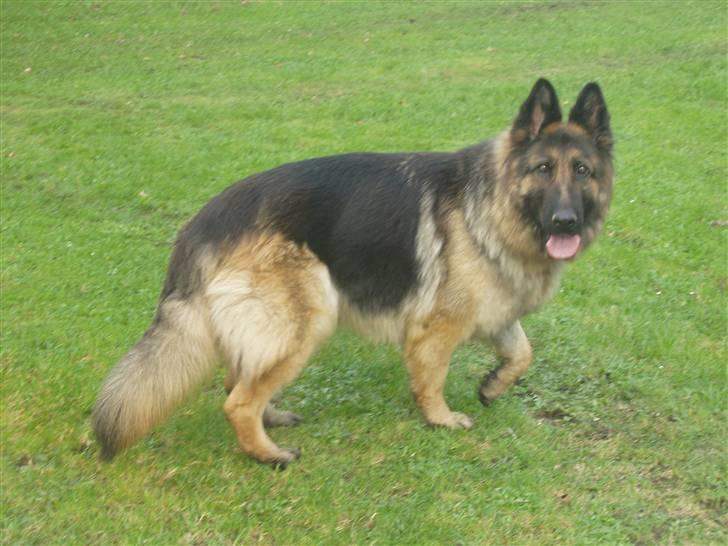 Schæferhund Egåens Sally billede 8