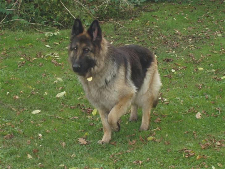 Schæferhund Egåens Sally billede 9