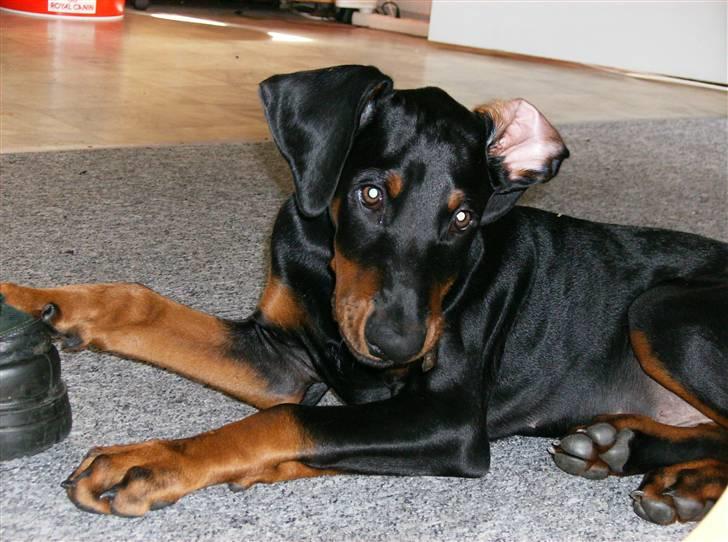 Dobermann Sniper R.I.P. billede 18