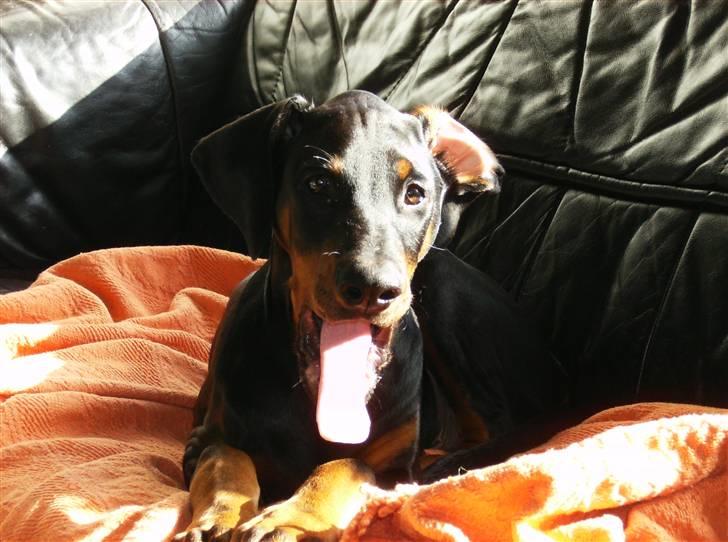 Dobermann Sniper R.I.P. billede 19