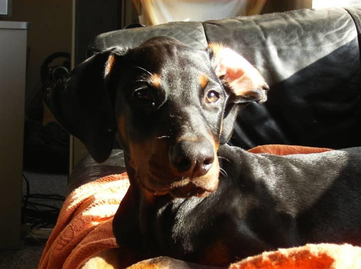 Dobermann Sniper R.I.P. billede 20