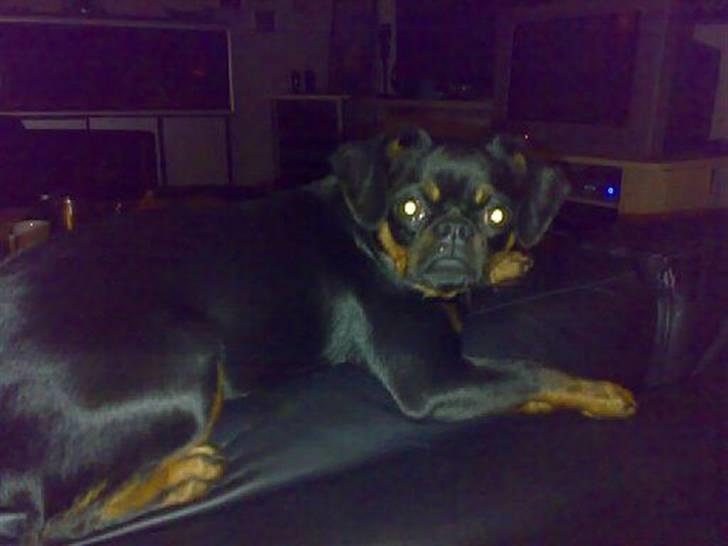 Griffon petit brabancon Gucci billede 8