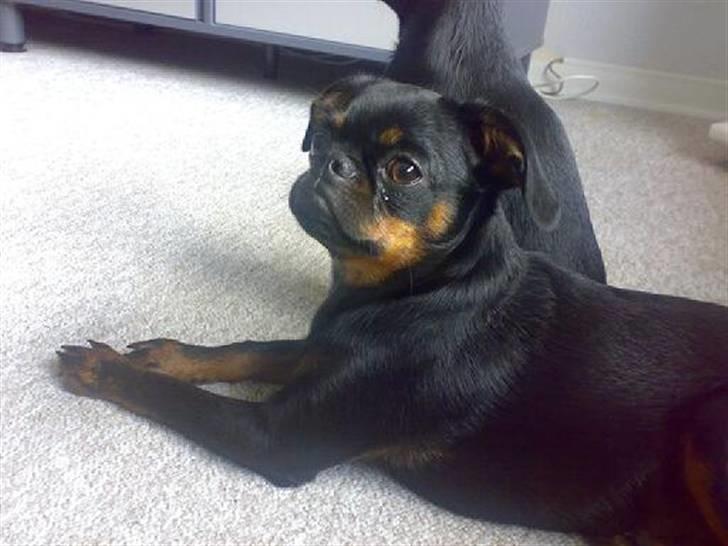 Griffon petit brabancon Gucci billede 9