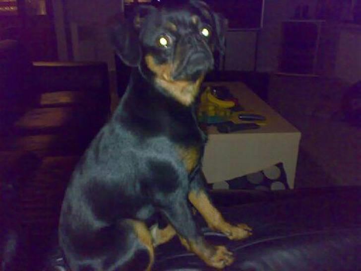 Griffon petit brabancon Gucci billede 10