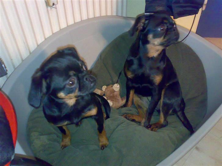 Griffon petit brabancon Gucci billede 11