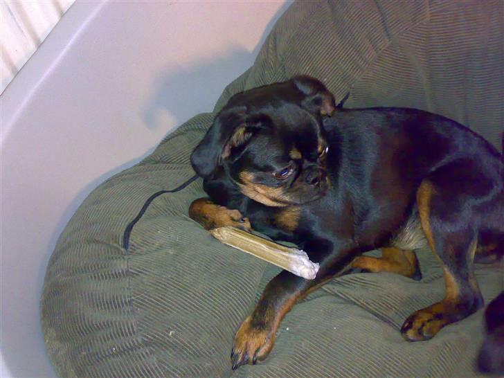 Griffon petit brabancon Gucci billede 12