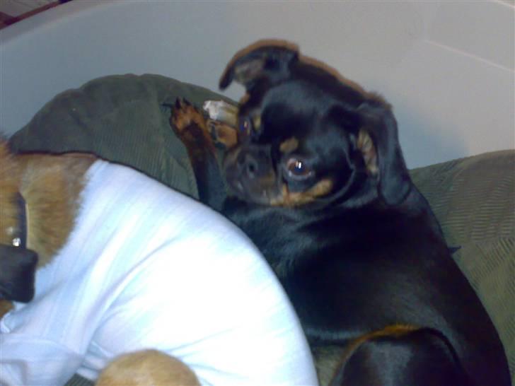 Griffon petit brabancon Gucci billede 13