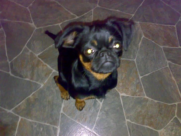 Griffon petit brabancon Chloé billede 10