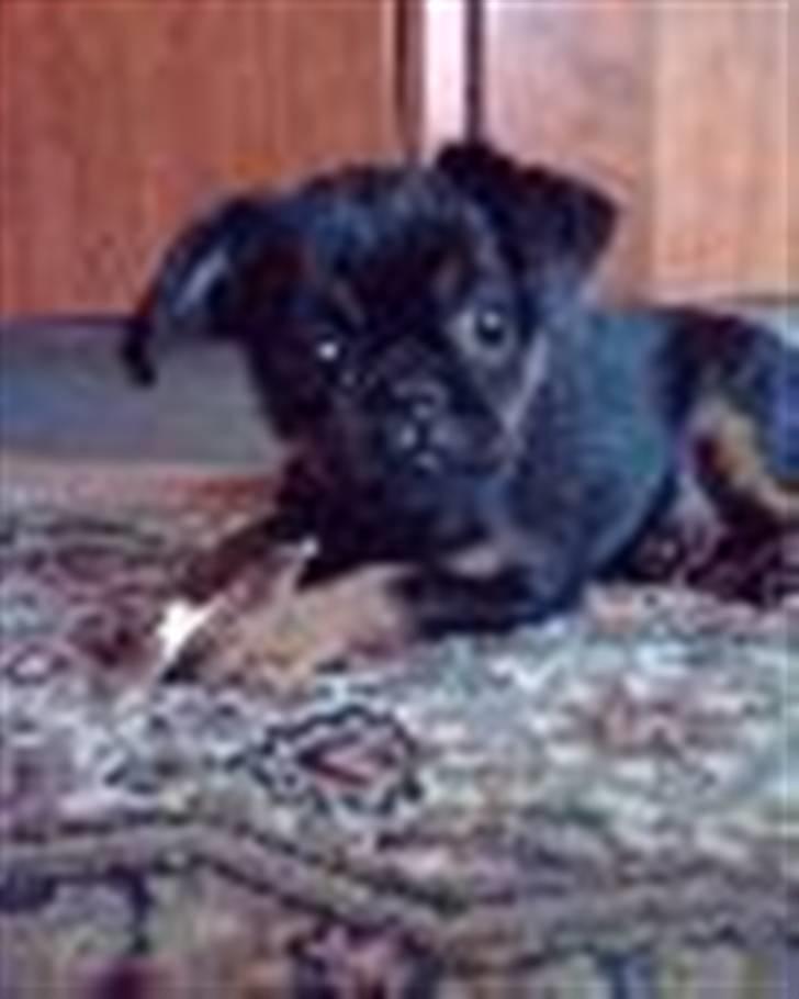 Griffon petit brabancon Chloé billede 11