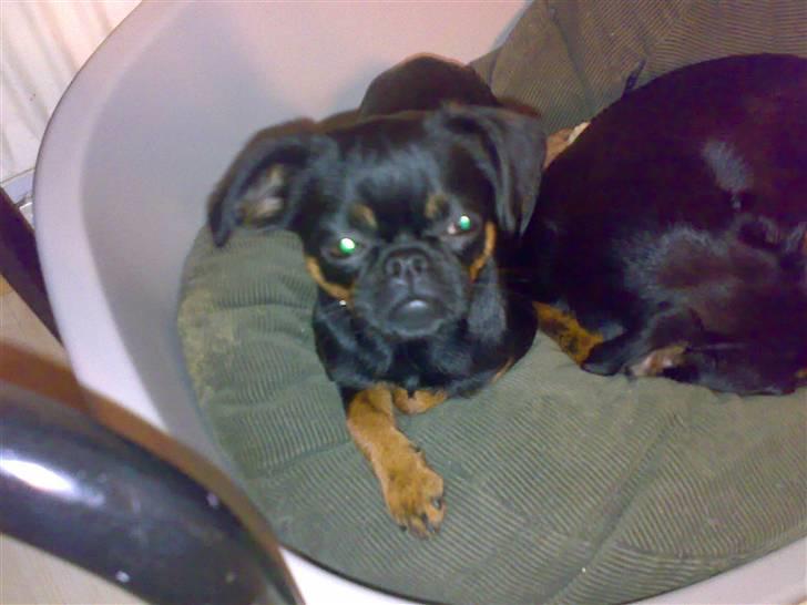 Griffon petit brabancon Chloé billede 12