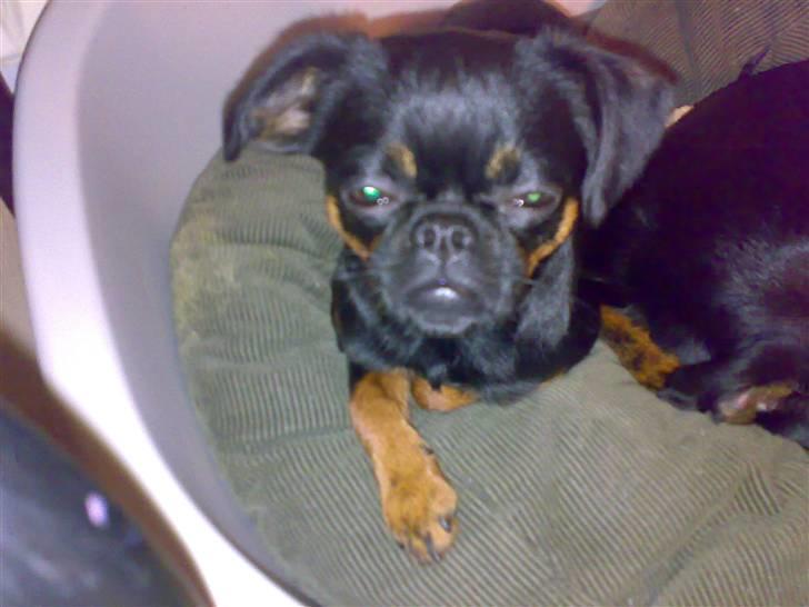 Griffon petit brabancon Chloé billede 13