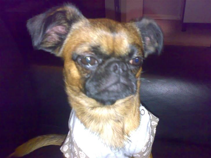 Griffon petit brabancon Kenzo - Jeg ved godt jeg er lækker billede 11