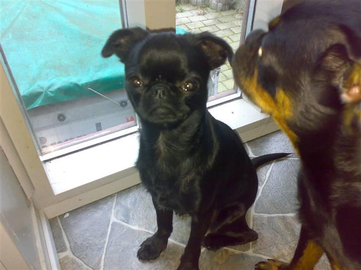 Griffon petit brabancon Chanel billede 1