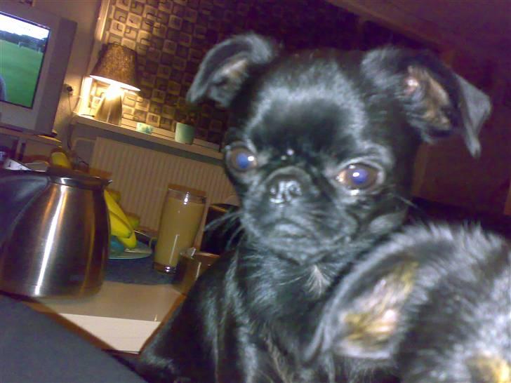 Griffon petit brabancon Chanel billede 2