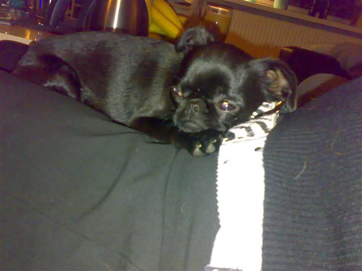 Griffon petit brabancon Chanel billede 3