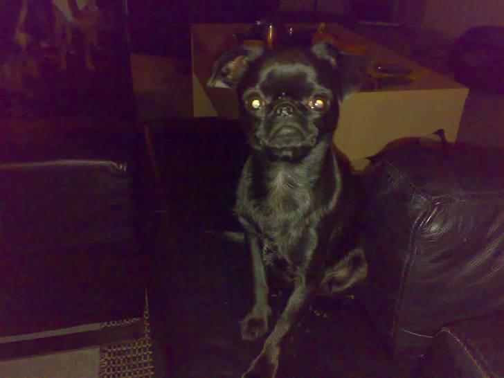 Griffon petit brabancon Chanel billede 4