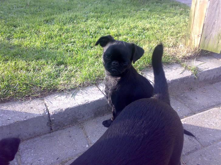 Griffon petit brabancon Chanel billede 5