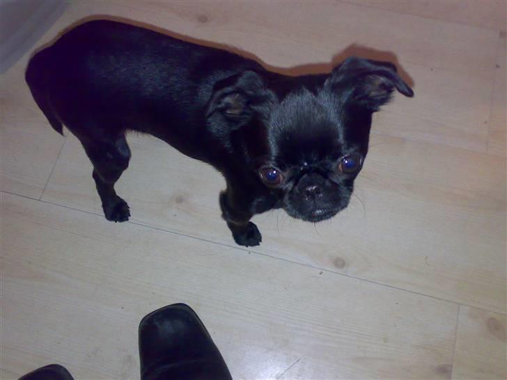 Griffon petit brabancon Chanel billede 6