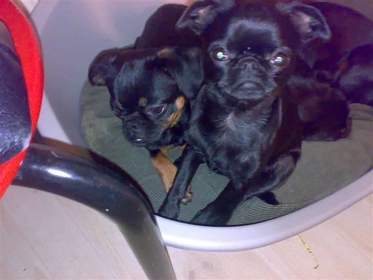 Griffon petit brabancon Chanel billede 7