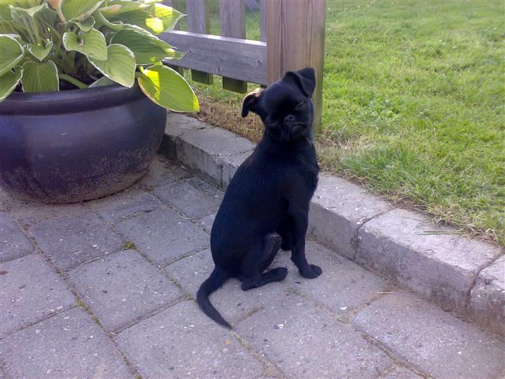 Griffon petit brabancon Chanel - Ja jeg ved jeg er smuk billede 8