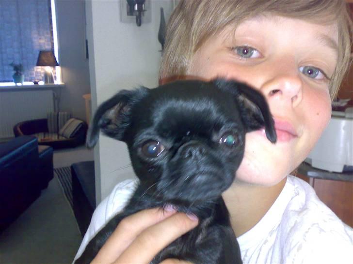 Griffon petit brabancon Chanel - Mig sammen med Simon billede 9