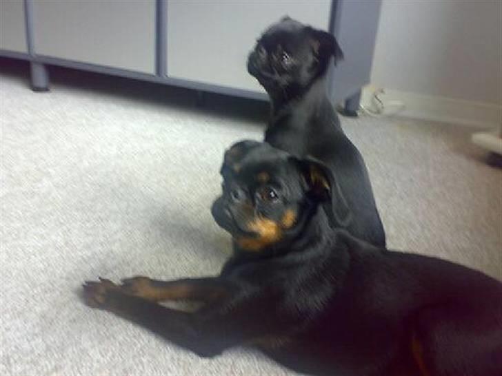 Griffon petit brabancon Chanel - Chanel og Gucci billede 10