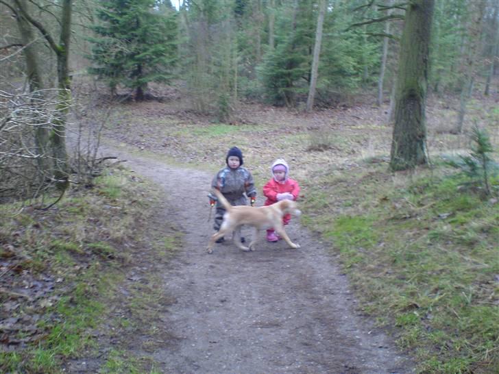 Blanding af racer bølle - bølle i skoven med børnene han passer på dem billede 1