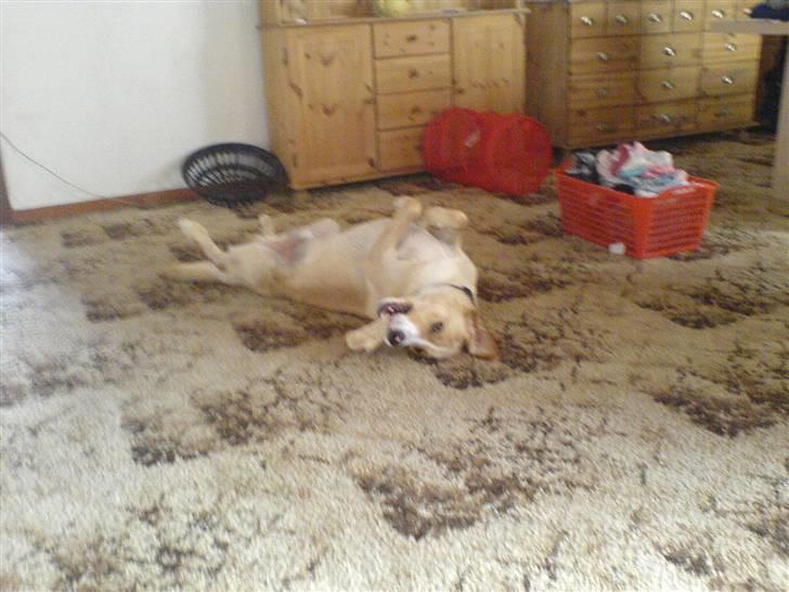 Blanding af racer bølle - bølle har lige fået et ben  billede 2