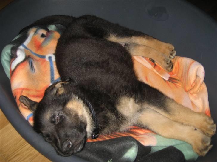 Schæferhund Cimba - tager lige en lur billede 10