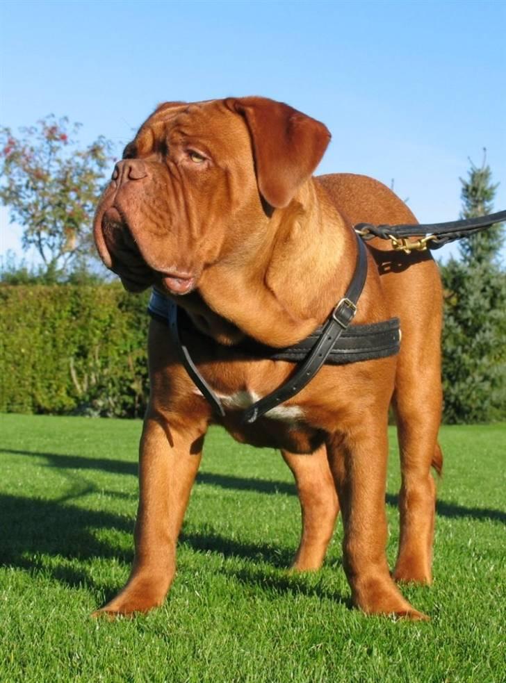 Dogue de bordeaux #Bufas# billede 18
