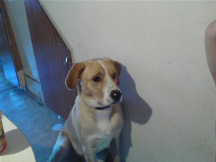 Blanding af racer bølle - bølle billede 3