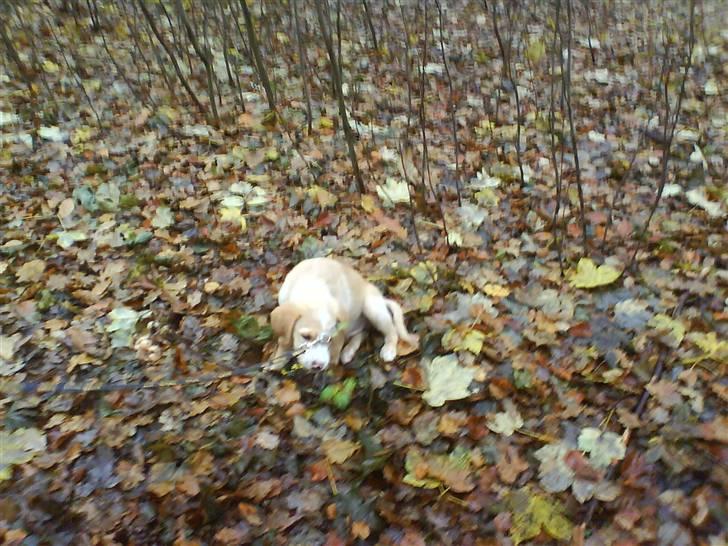 Blanding af racer bølle - bølle er i skoven han er ikke så gammel her billede 4