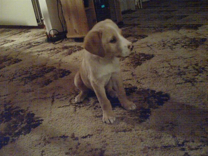 Blanding af racer bølle - lille bølle er jeg ikke bare sød billede 5