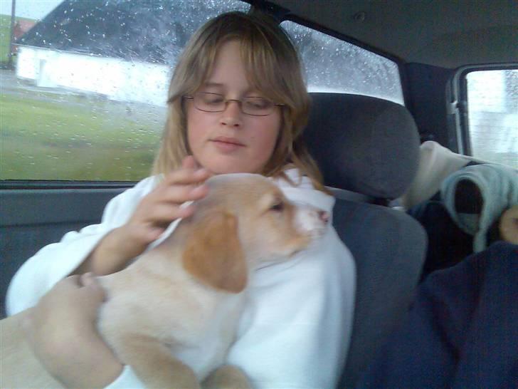 Blanding af racer bølle - vi har lige hentet bølle og er på vej hjem med ham billede 6