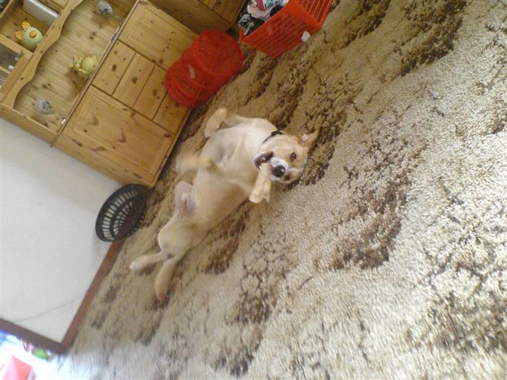 Blanding af racer bølle - bølle spiller død billede 7