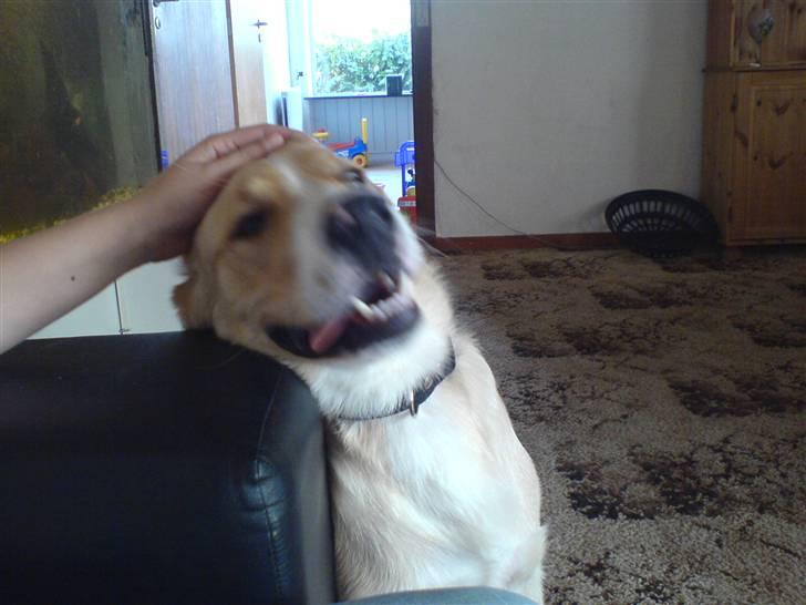 Blanding af racer bølle - mor klø mig lidt mere bag øret :-) billede 8