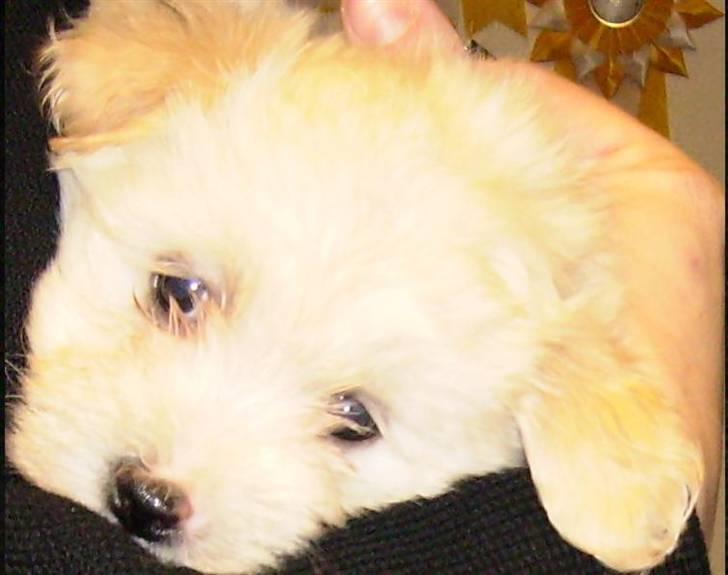Bichon havanais Nephew - Nephew i min Mor´s arme (: billede 2