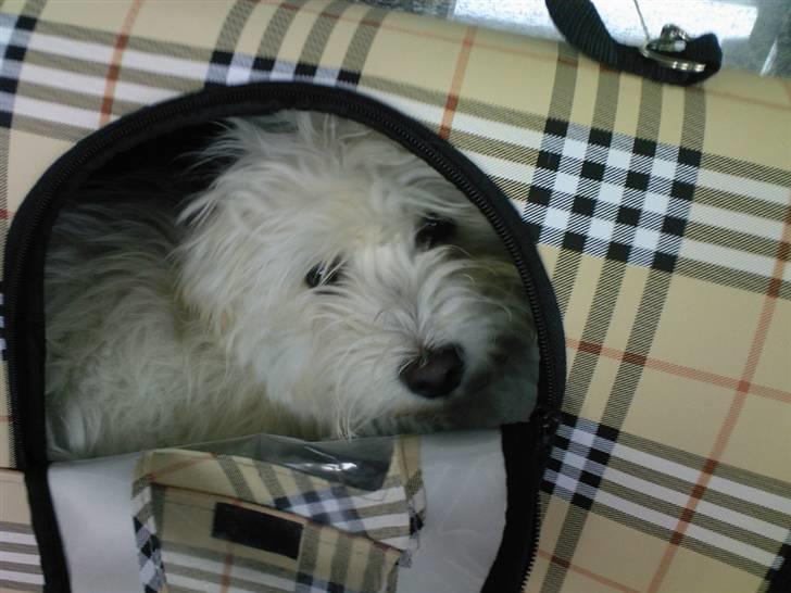 Bichon havanais Nephew - Nephew i sin transport taske på vej til franrig billede 3