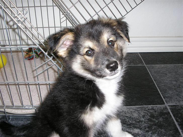 Islandsk fårehund zako - her er jeg ved mit bur billede 1