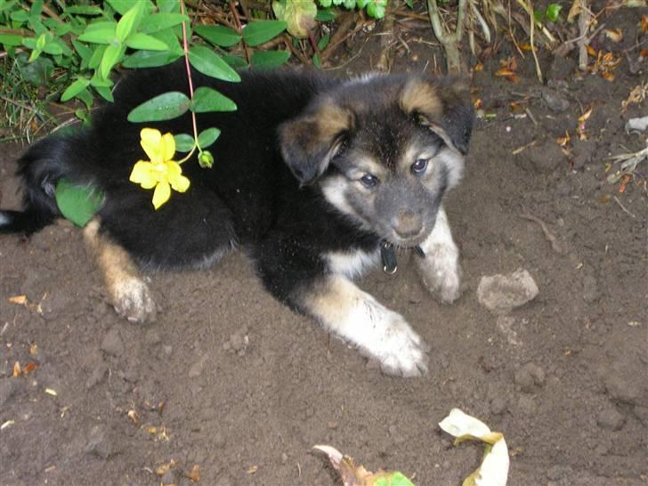 Islandsk fårehund zako - Pyh det er varmt. Har lige gravet et svalehul til maven billede 2