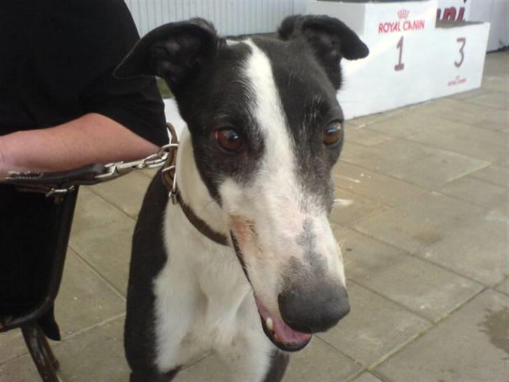 Greyhound Me Dog *2008* - Glade Me Dog :) billede 1