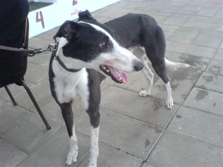 Greyhound Me Dog *2008* - Skal holde øje med alt... billede 2
