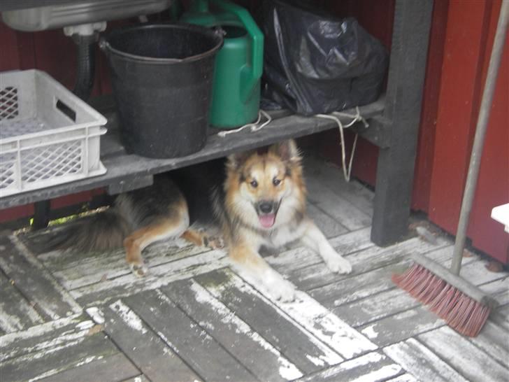 Islandsk fårehund zako - sommerferie. Holder mig lidt i skyggen billede 3