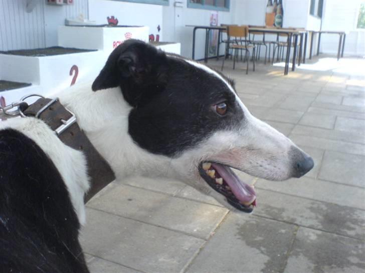 Greyhound Me Dog *2008* billede 3