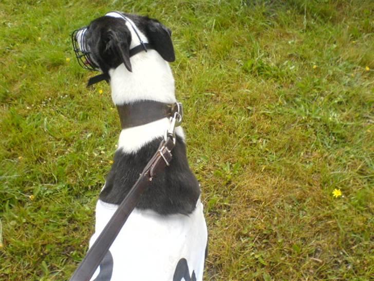 Greyhound Me Dog *2008* - Har ikke tid, skal ud at løbe om lidt... billede 4